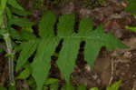 Whiteflower leafcup